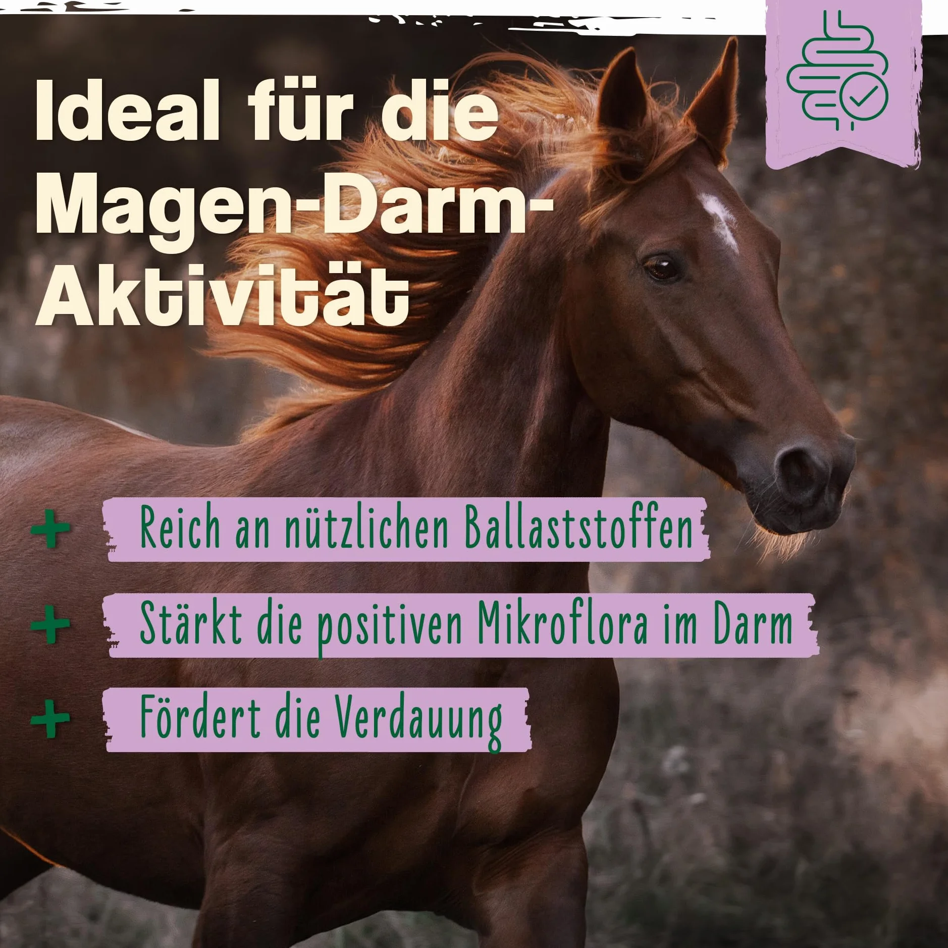 Ida Plus - Levadura de cerveza Bt - 6 kg - Complemento alimenticio para caballos y ponis - para un pelo brillante y una piel fuerte - Apoya la digestión y la flora intestinal - Rico en vitaminas B