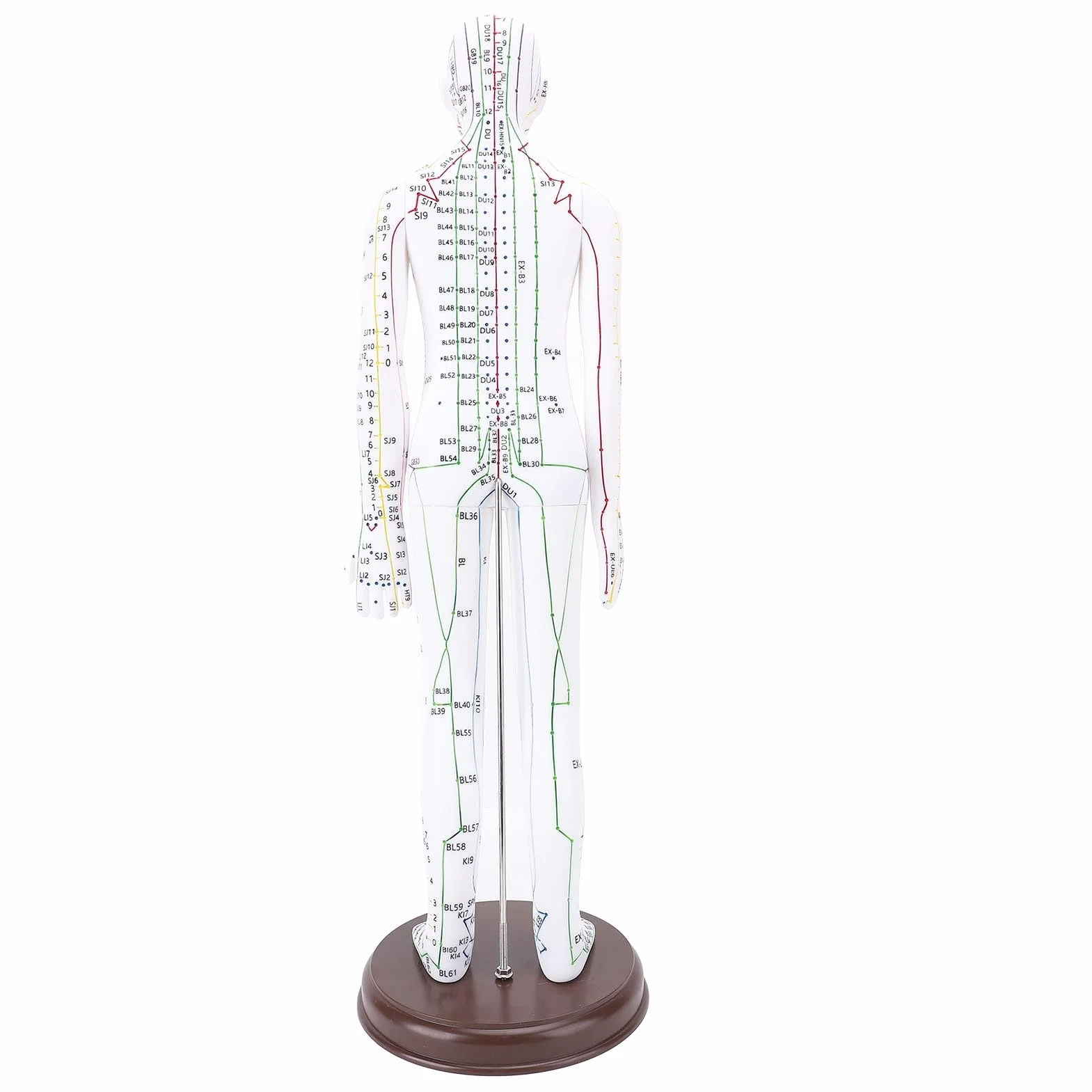 Muñeca de Acupuntura de 52 Cm, Modelo de Cuerpo Humano, Maniquí Masculino/Femenino con Base